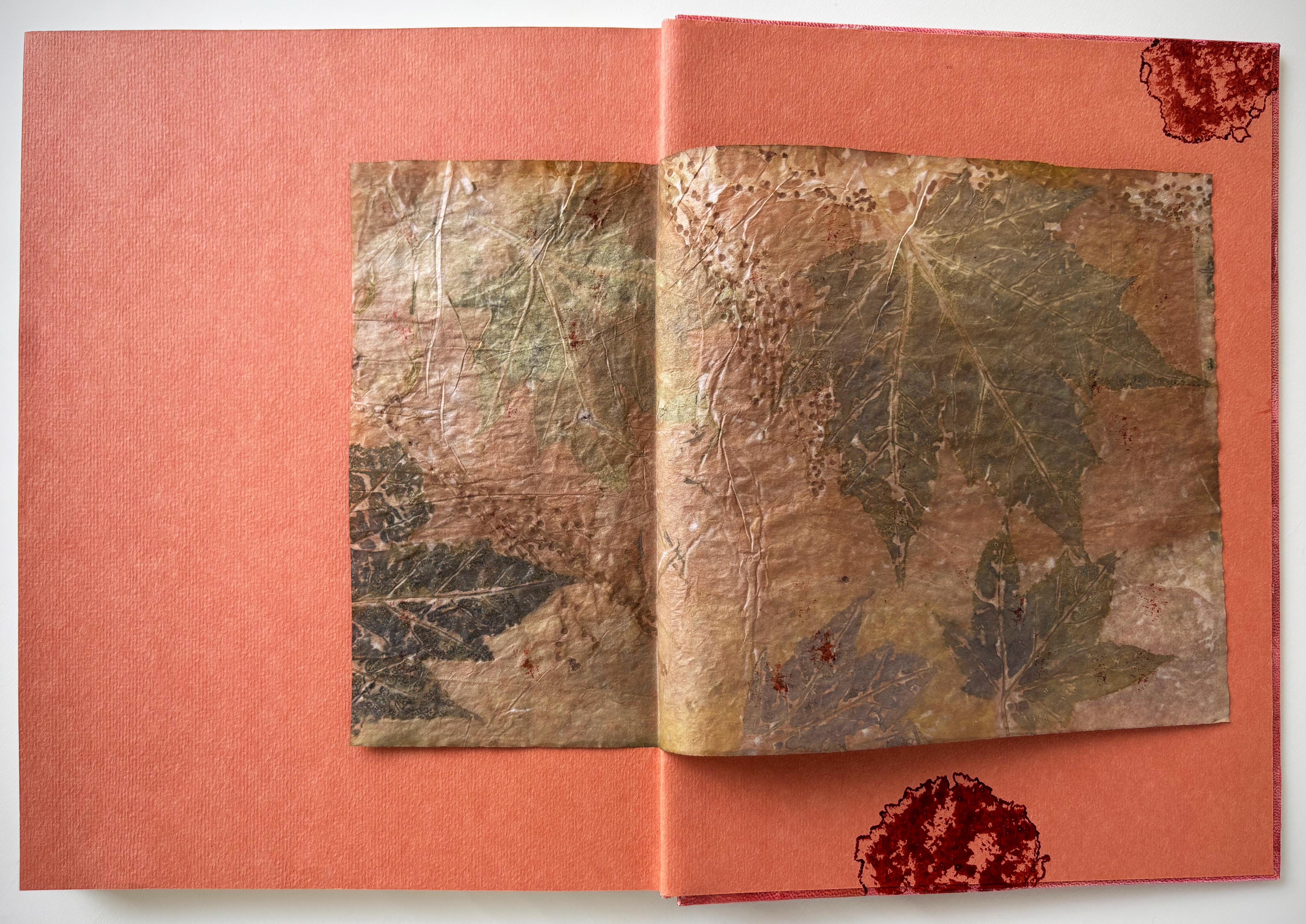 image 5 for Plantes des Dieux Plantes des Démons